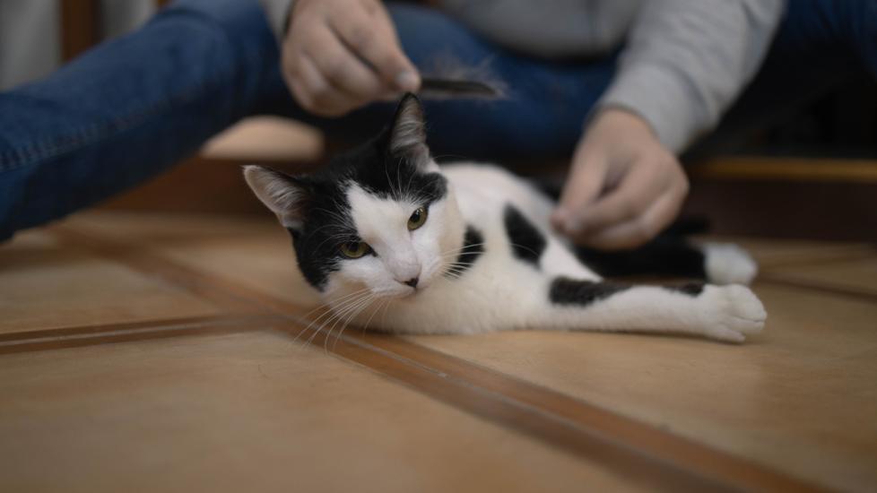 Walking Dandruff in Cats PetMD